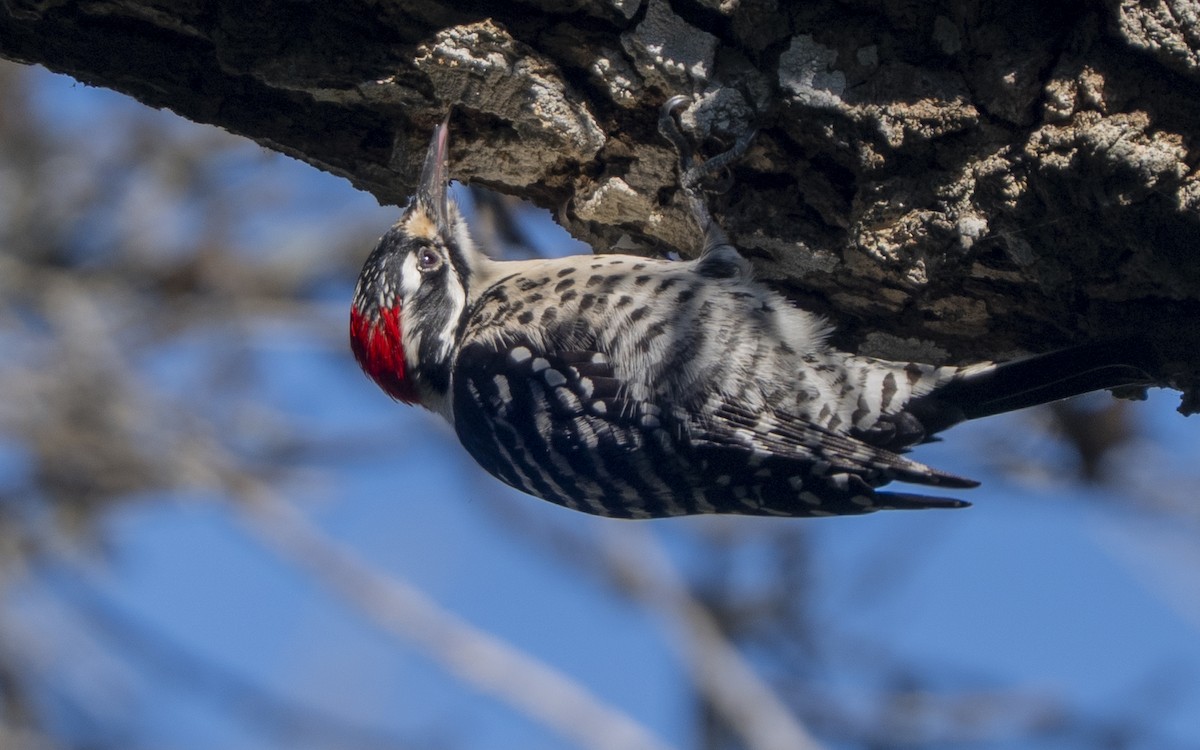 strakapoud kalifornský - ML646085783