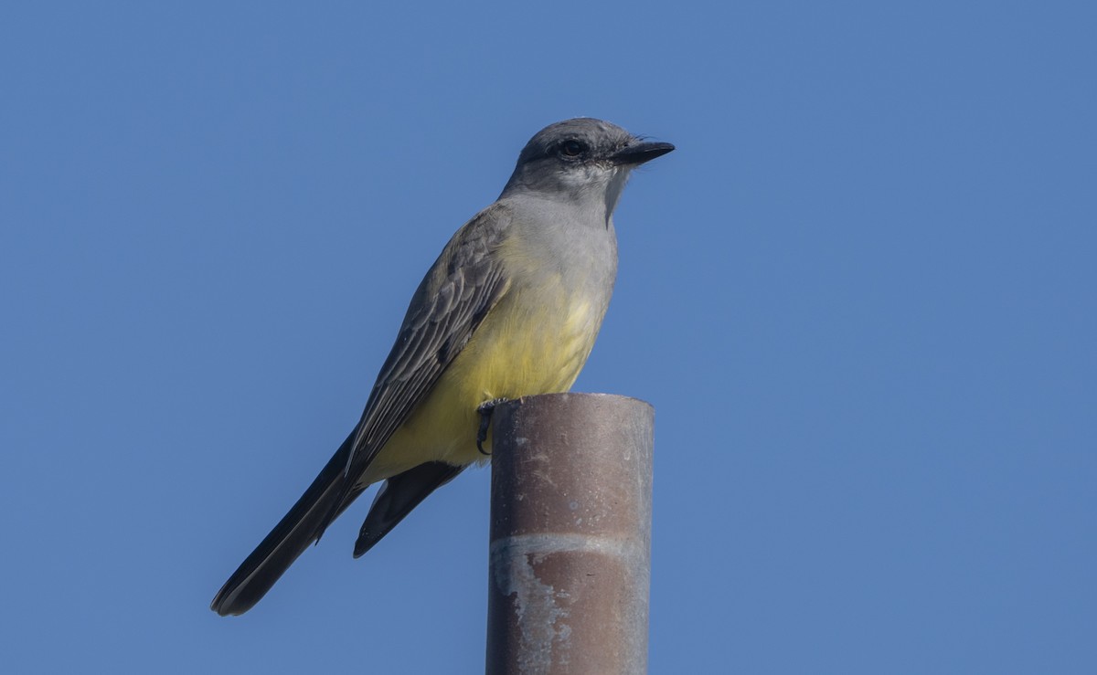 Cassin's Kingbird - ML646085787