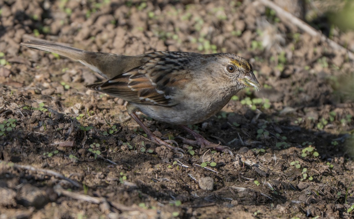 Golden-crowned Sparrow - ML646085794