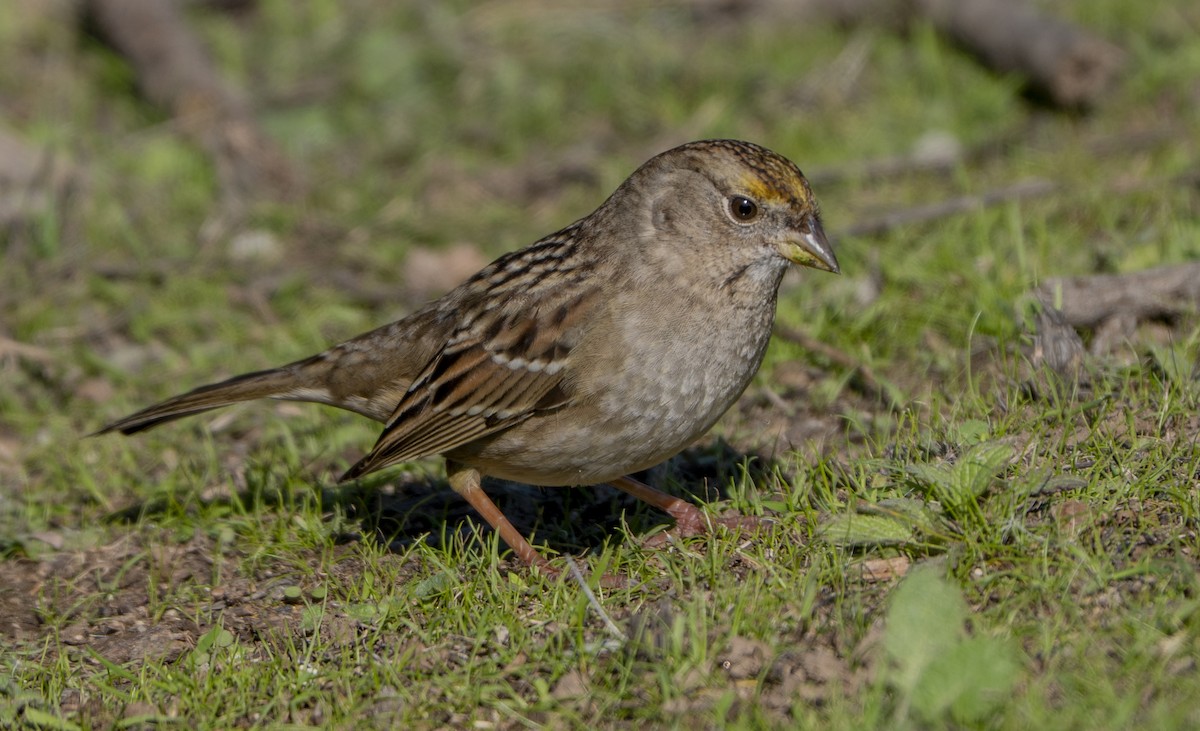 Golden-crowned Sparrow - ML646085795