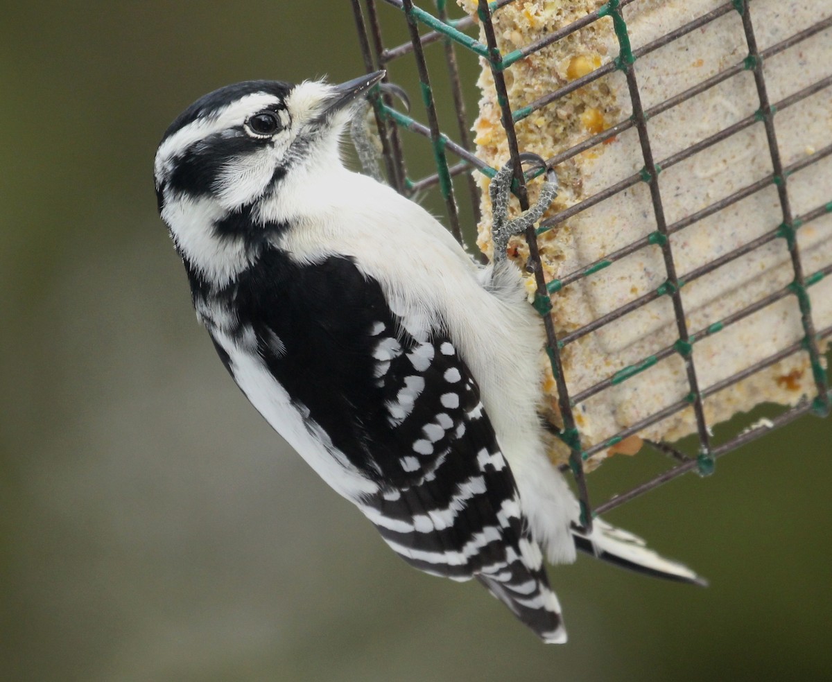 Downy Woodpecker - ML646085801
