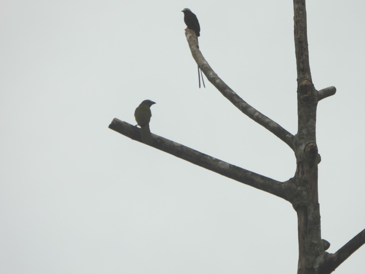 Buff-throated Saltator - ML646085803