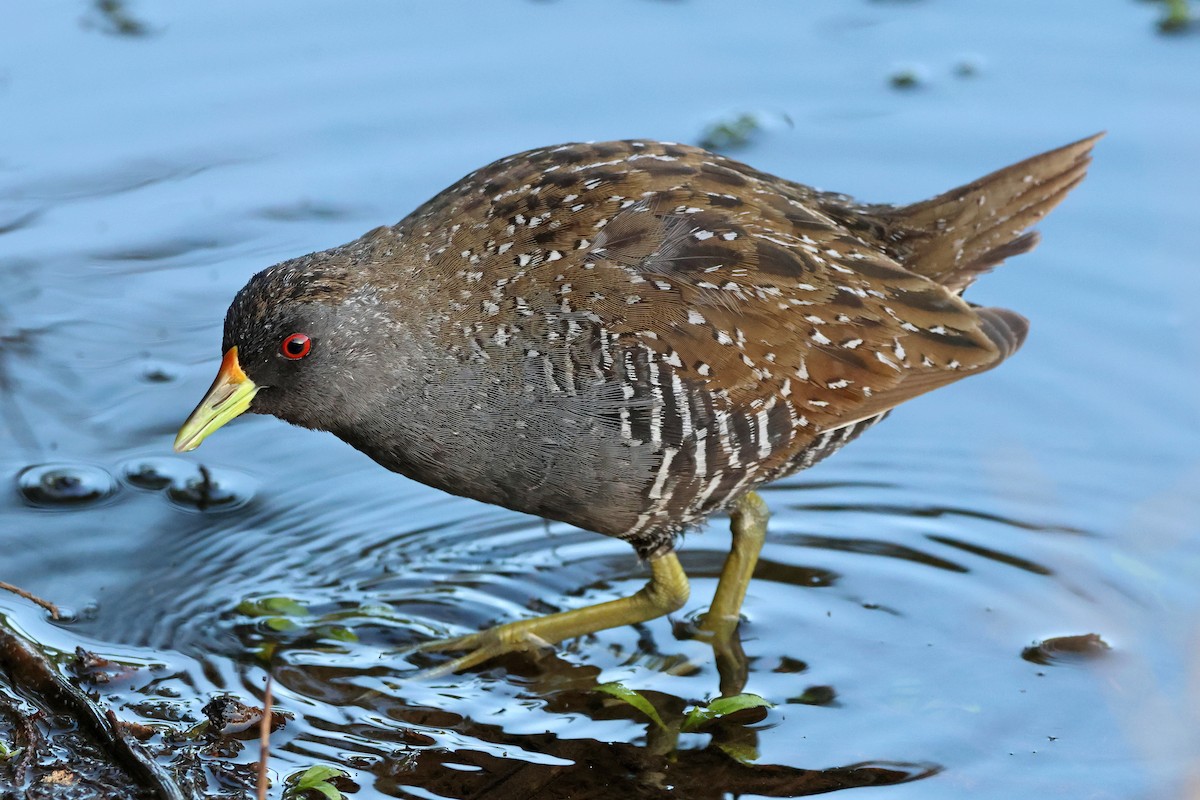 Australian Crake - ML646085804