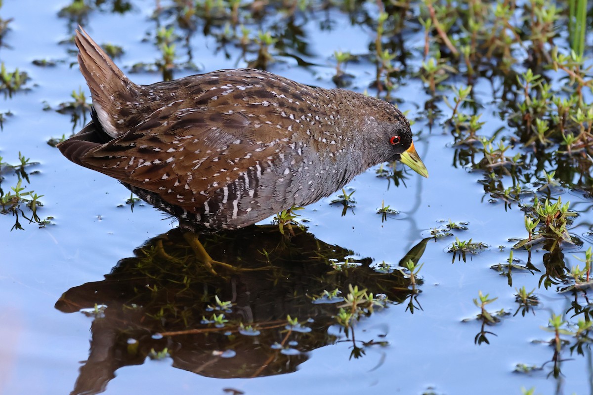Australian Crake - ML646085805