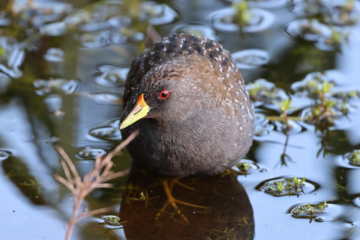 Australian Crake - ML646085806