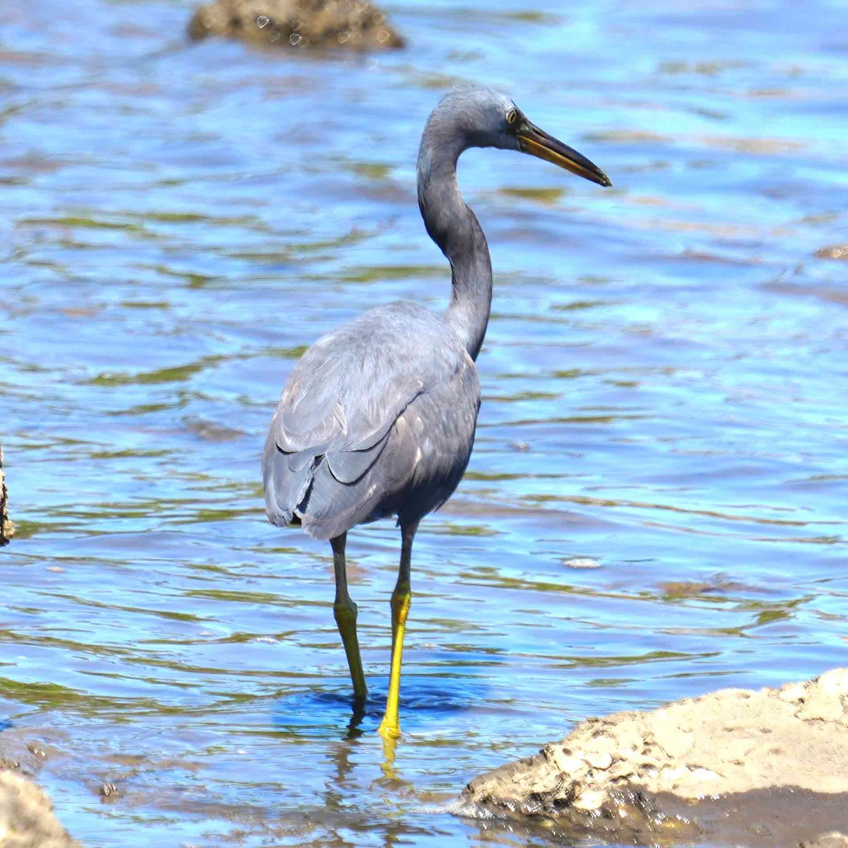 Pacific Reef-Heron - ML646085813