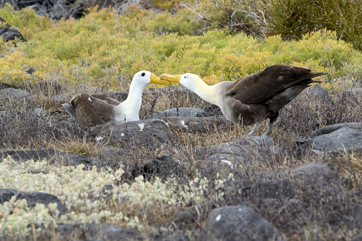 Albatros galapagoarra - ML646085816