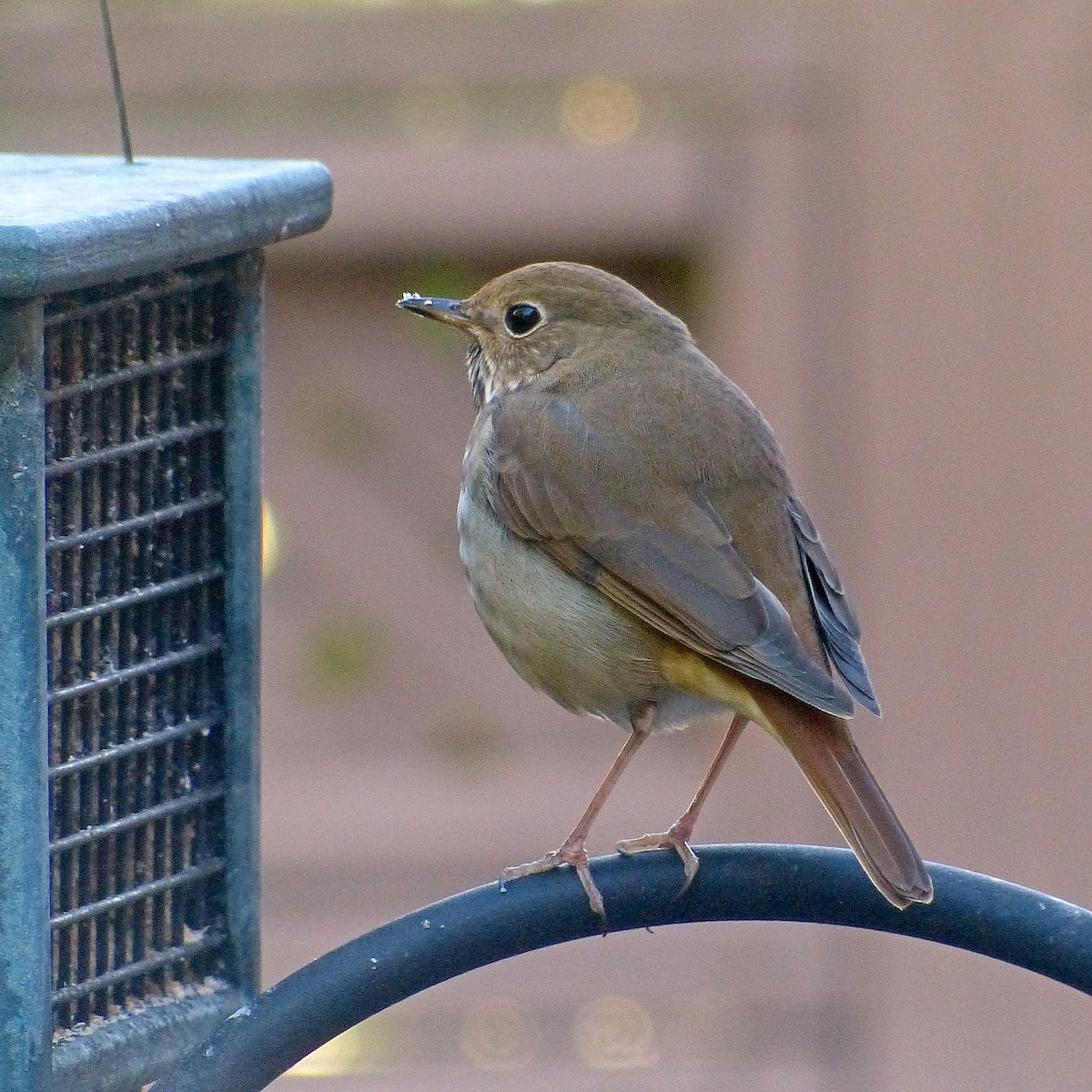 Münzevi Bülbül Ardıcı - ML646085822