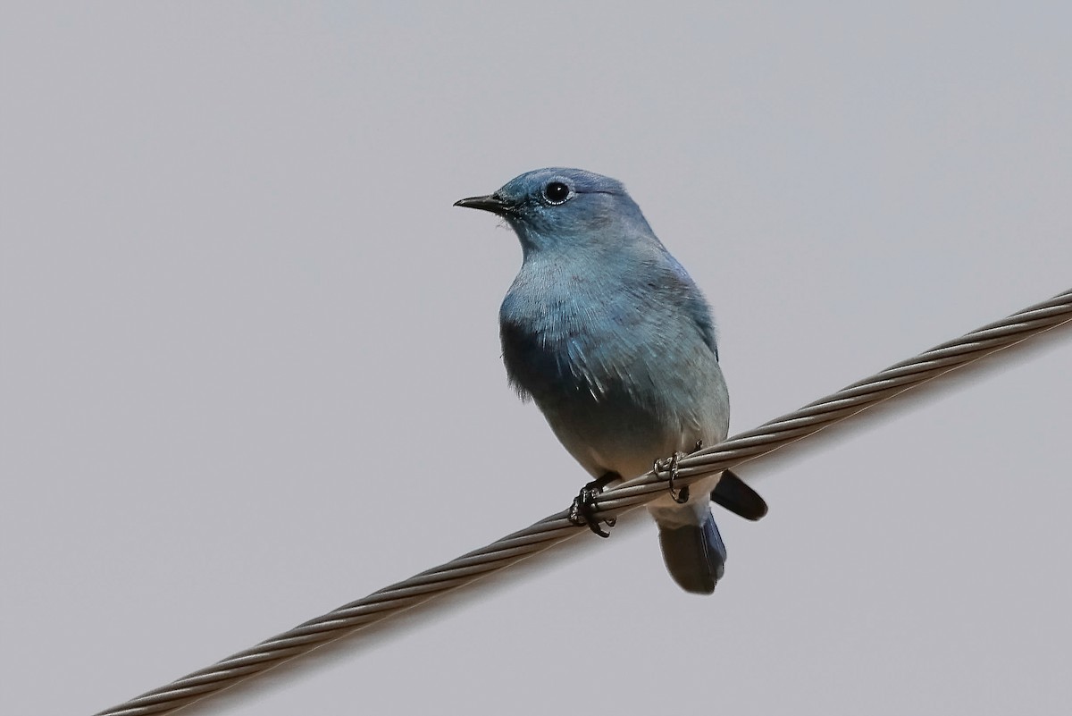 Mountain Bluebird - ML646085824