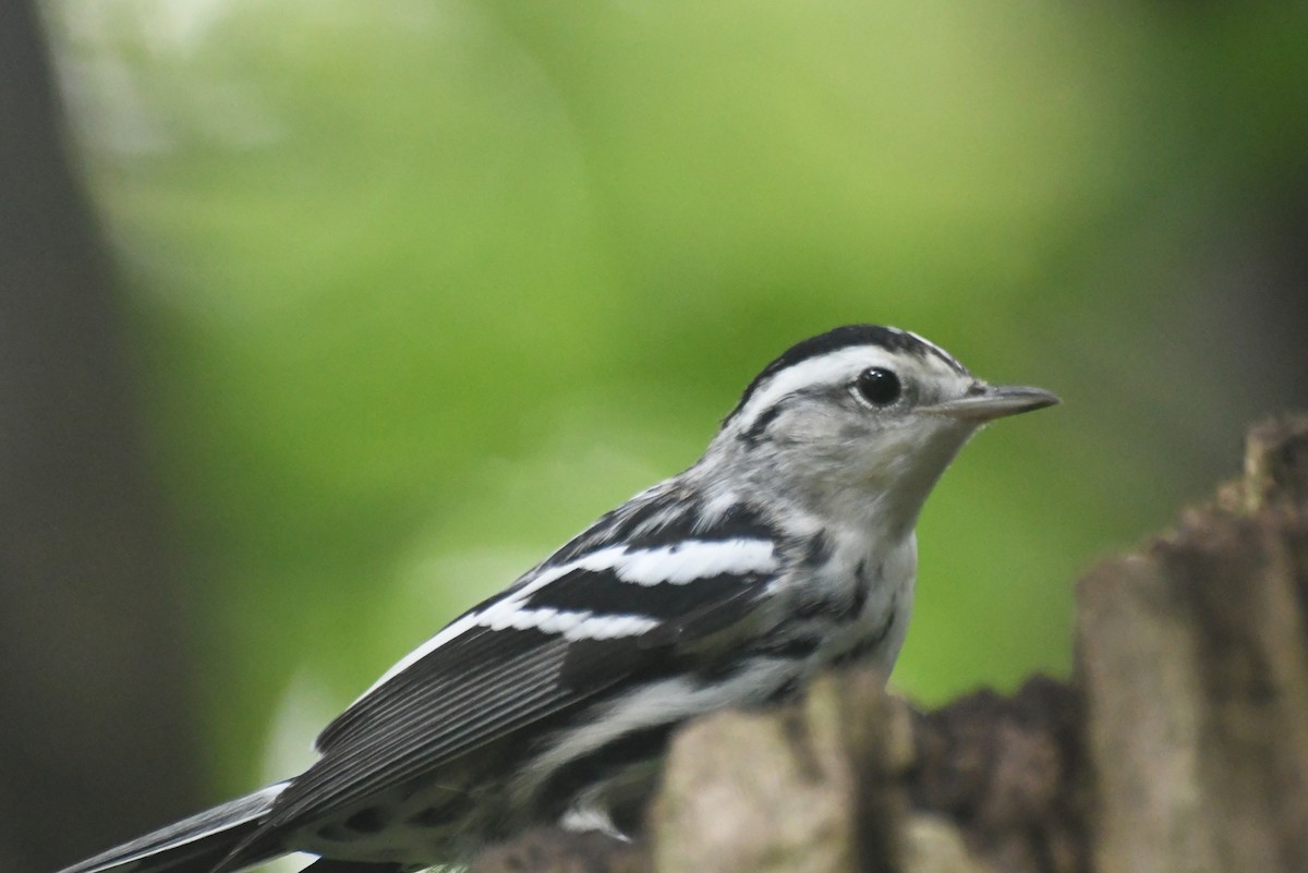 Black-and-white Warbler - ML646085826