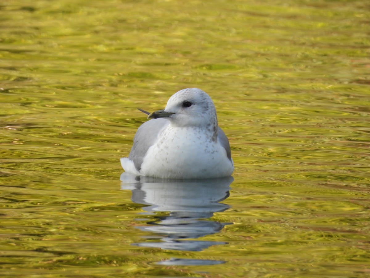 Short-billed Gull - ML646085827