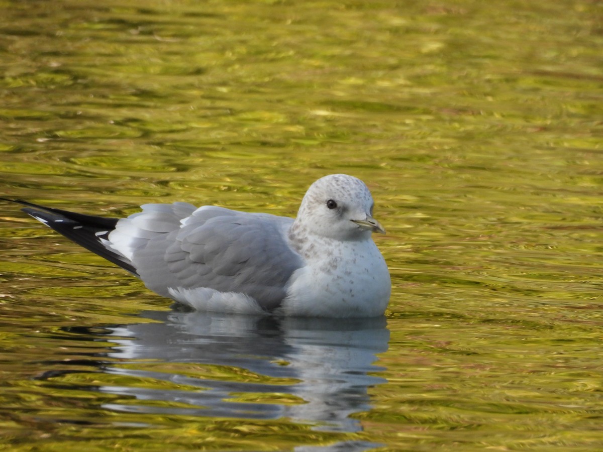 Short-billed Gull - ML646085828