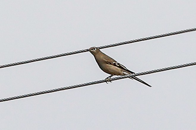 Townsend's Solitaire - ML646085833