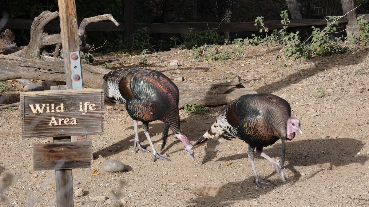 Wild Turkey - ML646085838