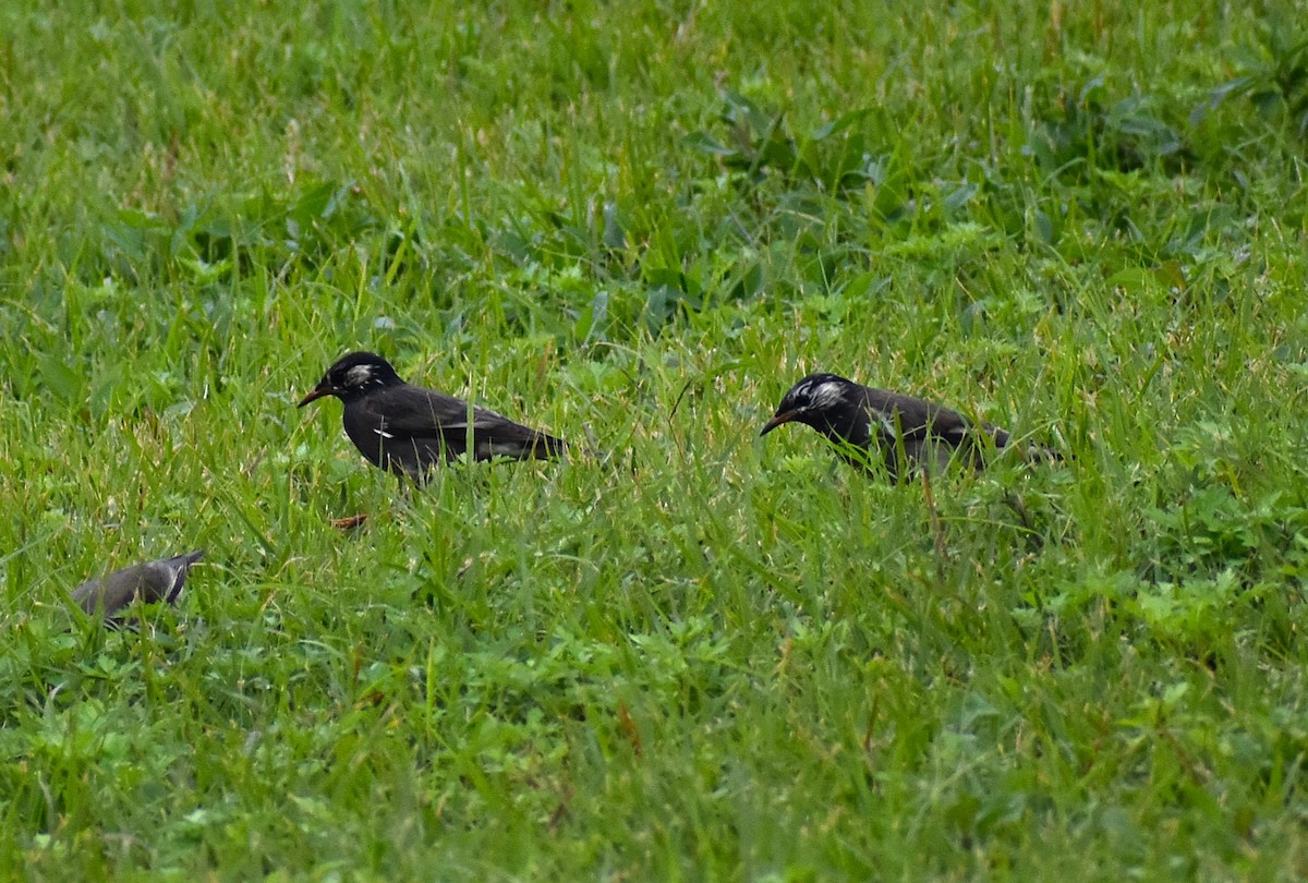 sotstær - ML646085840