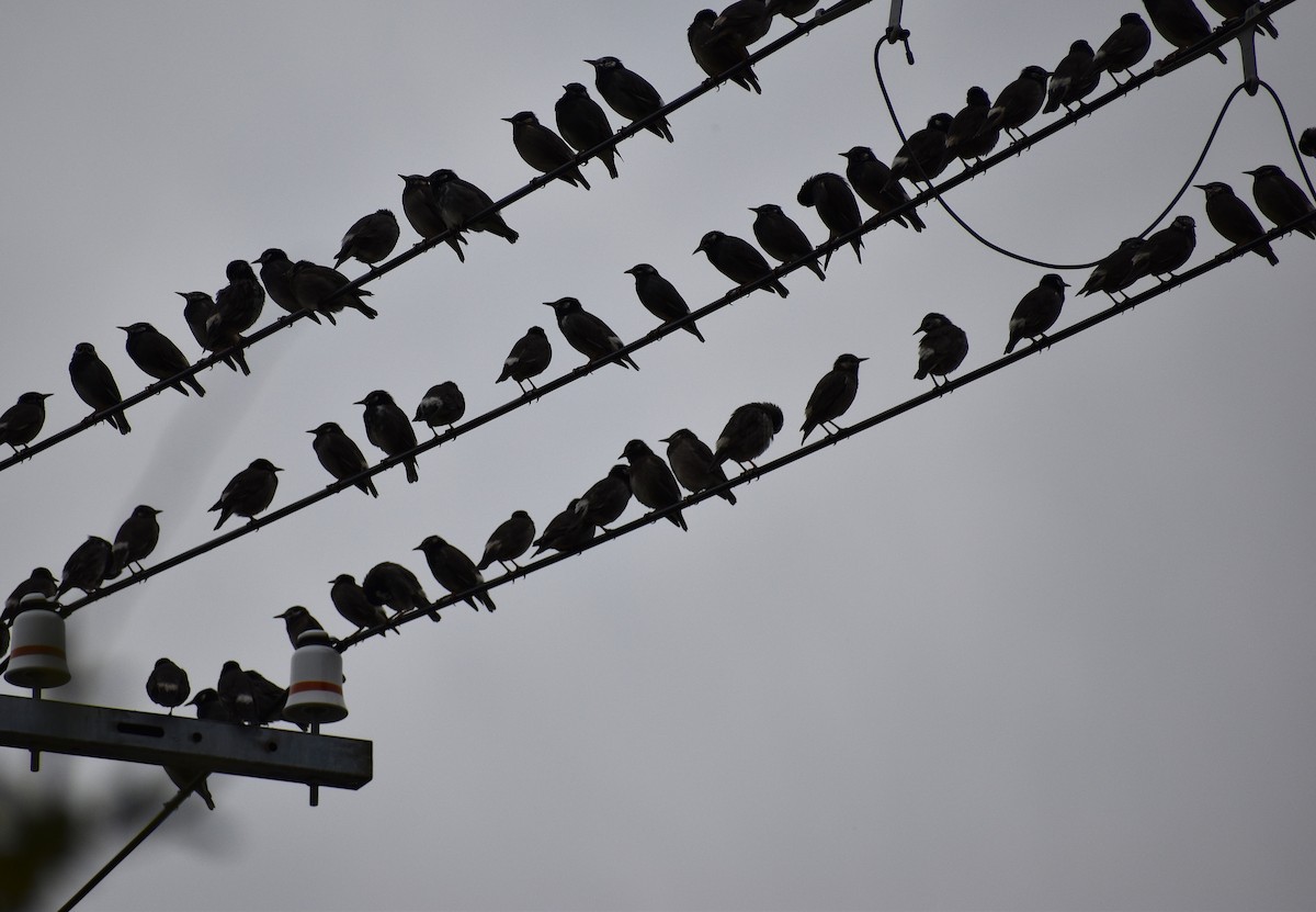 sotstær - ML646085844