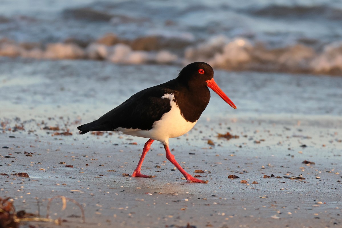 Pied Oystercatcher - ML646085854