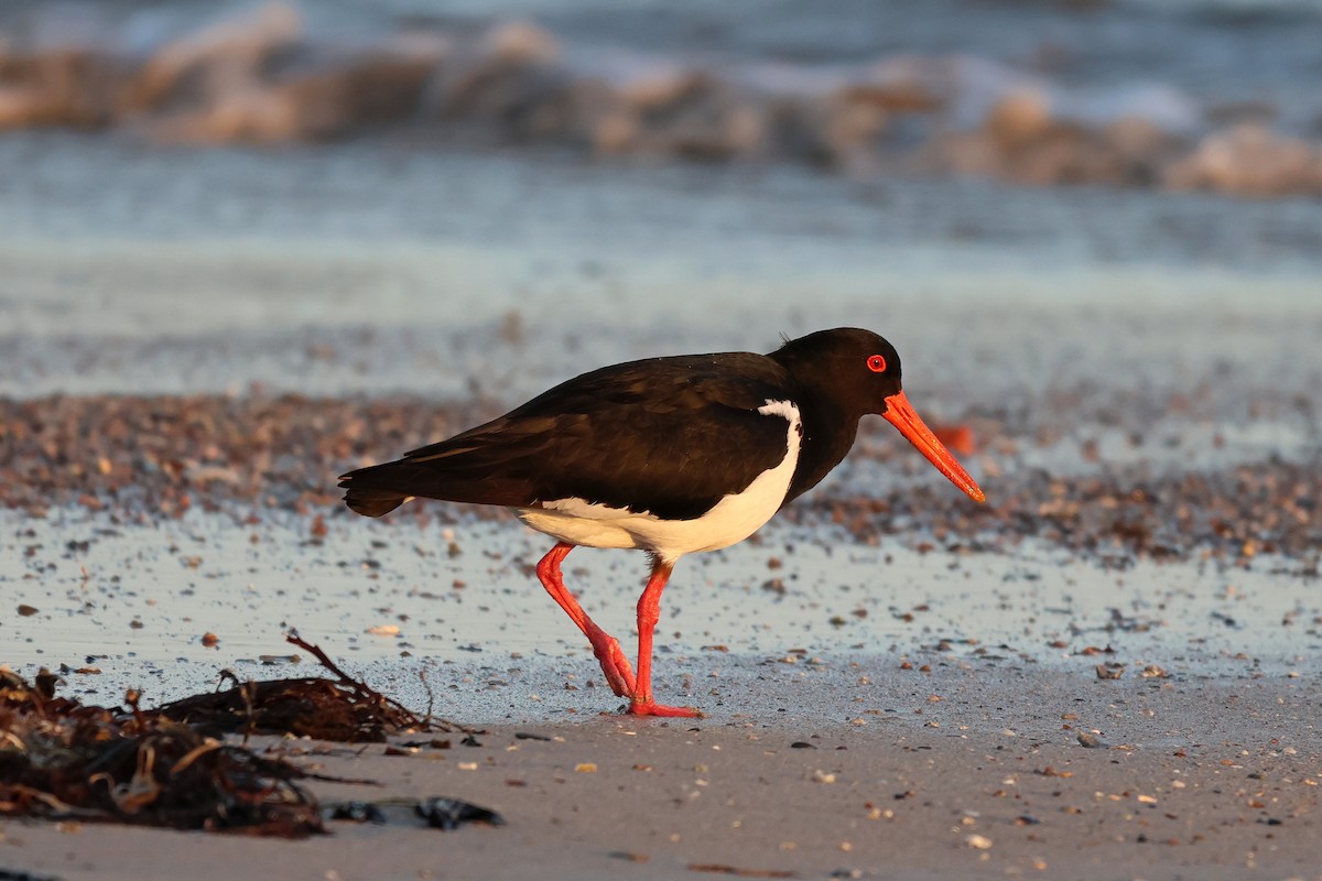 Pied Oystercatcher - ML646085855