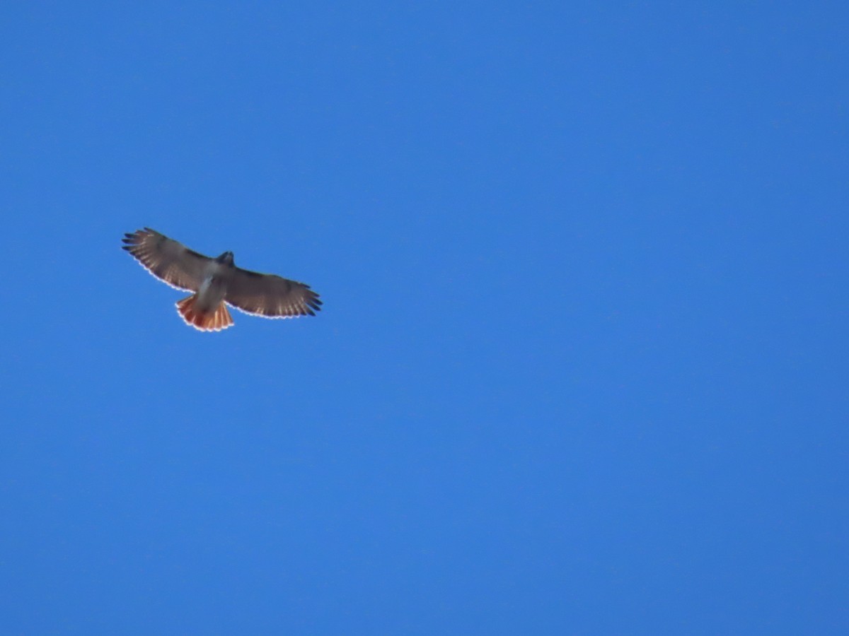 Red-tailed Hawk - ML646085856