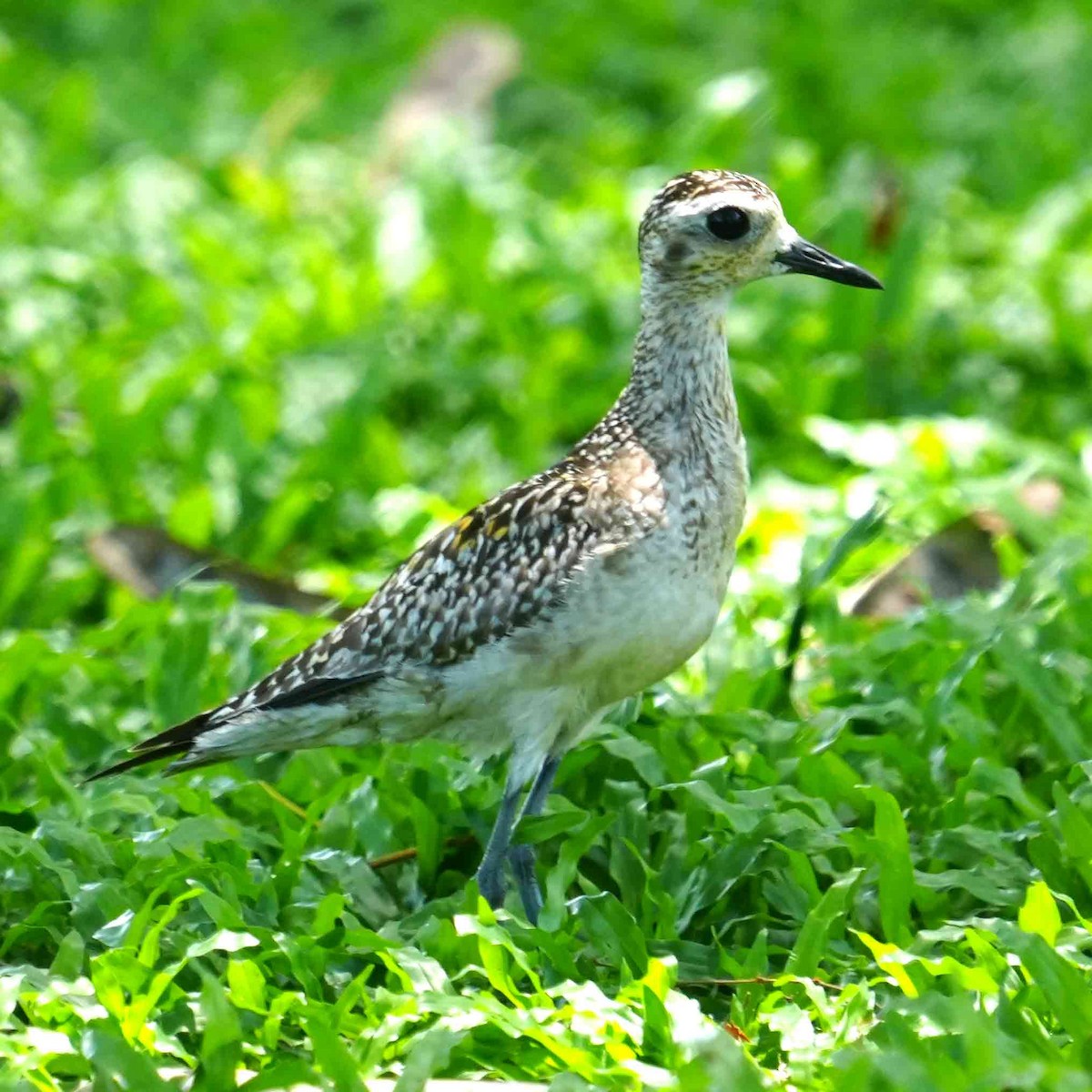 Pacific Golden-Plover - ML646085864