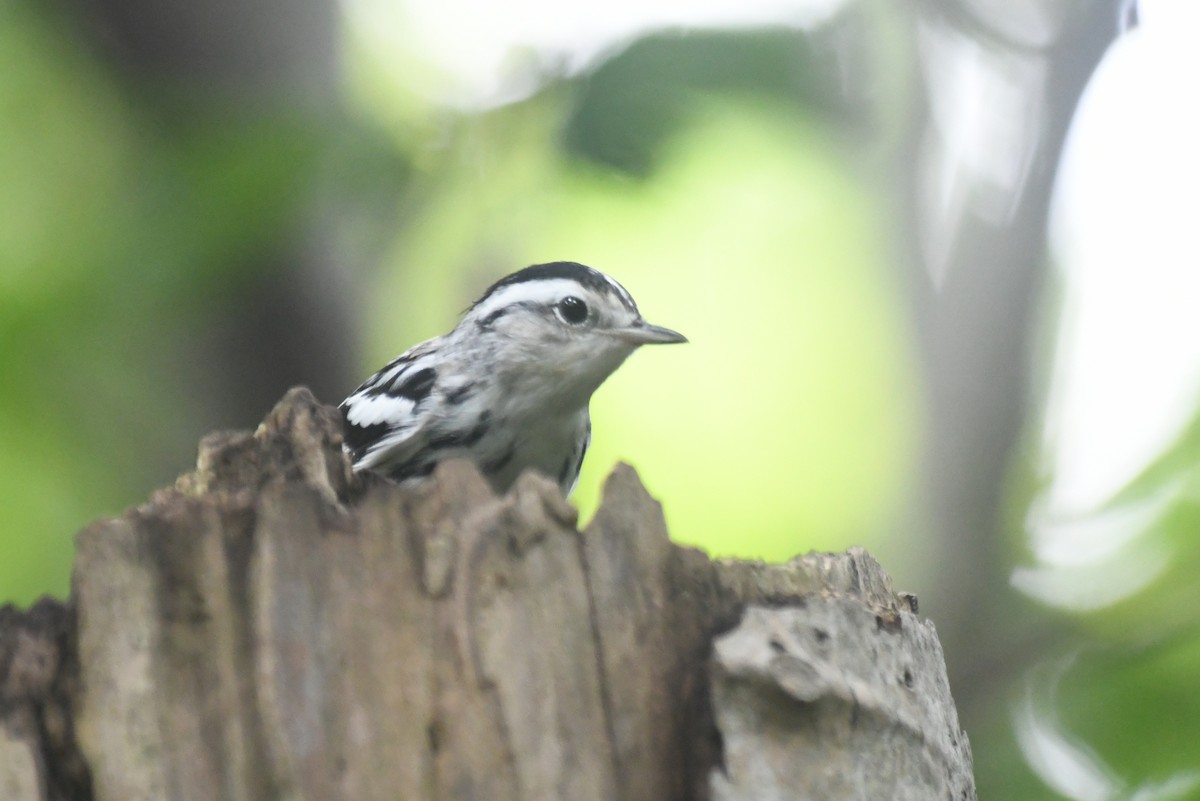 Black-and-white Warbler - ML646085865