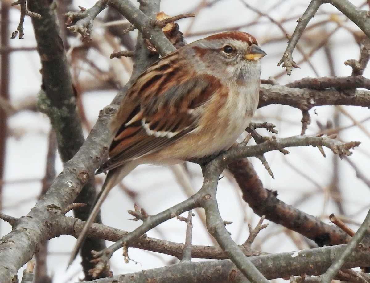 Пасовник північний - ML646085875