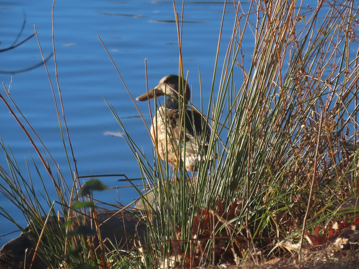 琵嘴鴨 - ML646085876