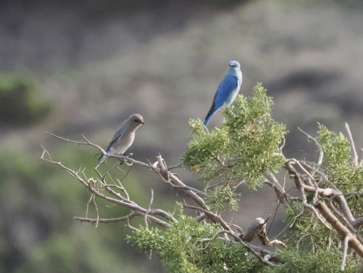 Mountain Bluebird - ML646085878
