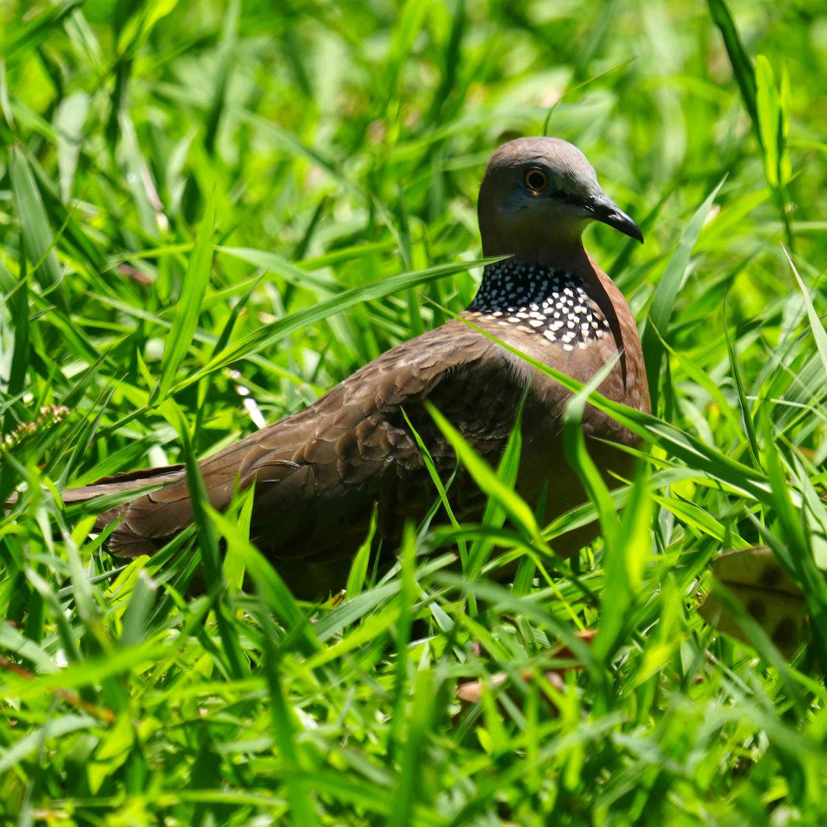 Spotted Dove - ML646085896
