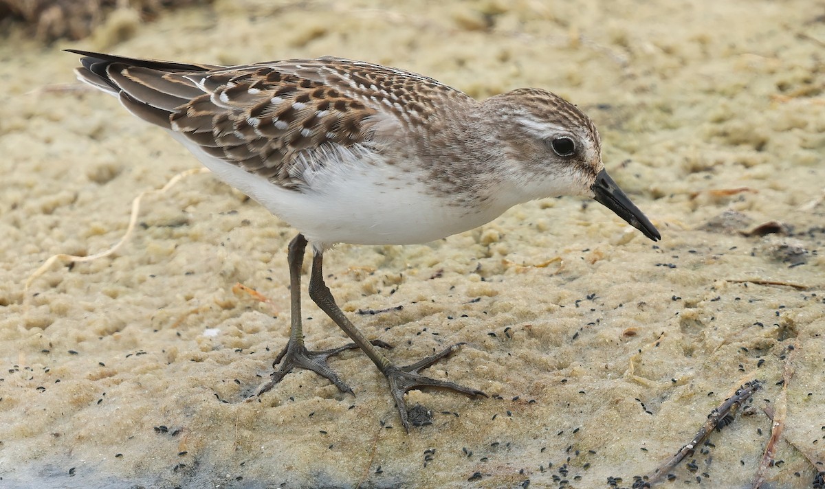 jespák srostloprstý - ML646085915