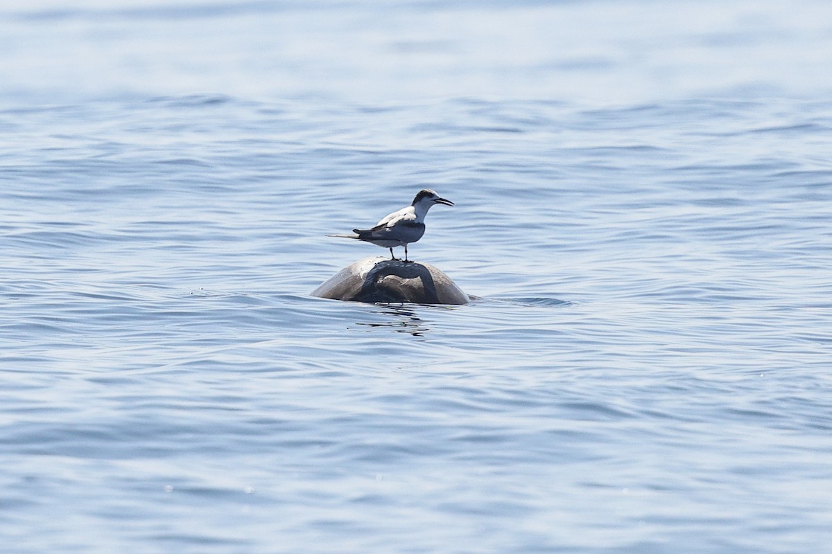 rybák obecný - ML646085924