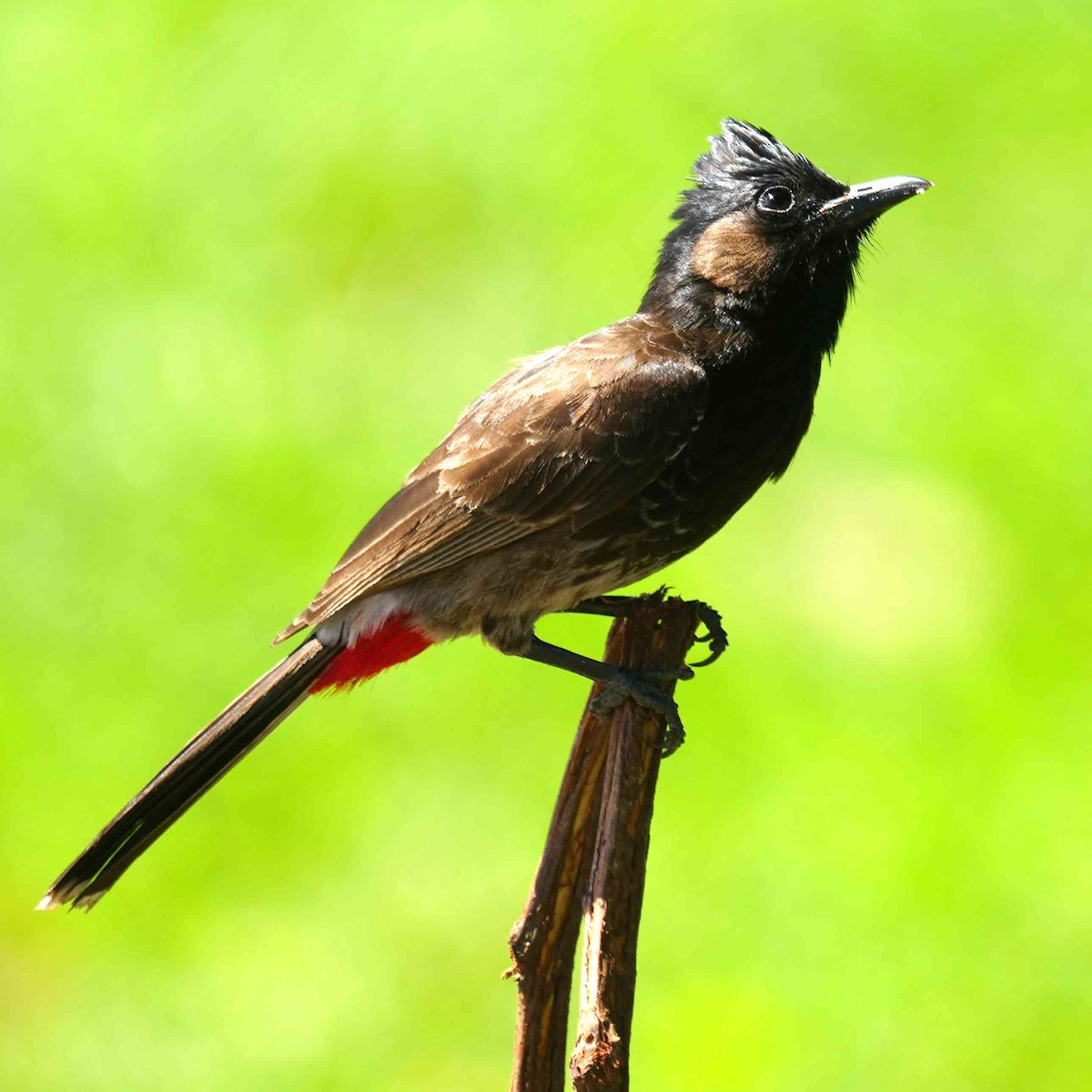 Red-vented Bulbul - ML646085925