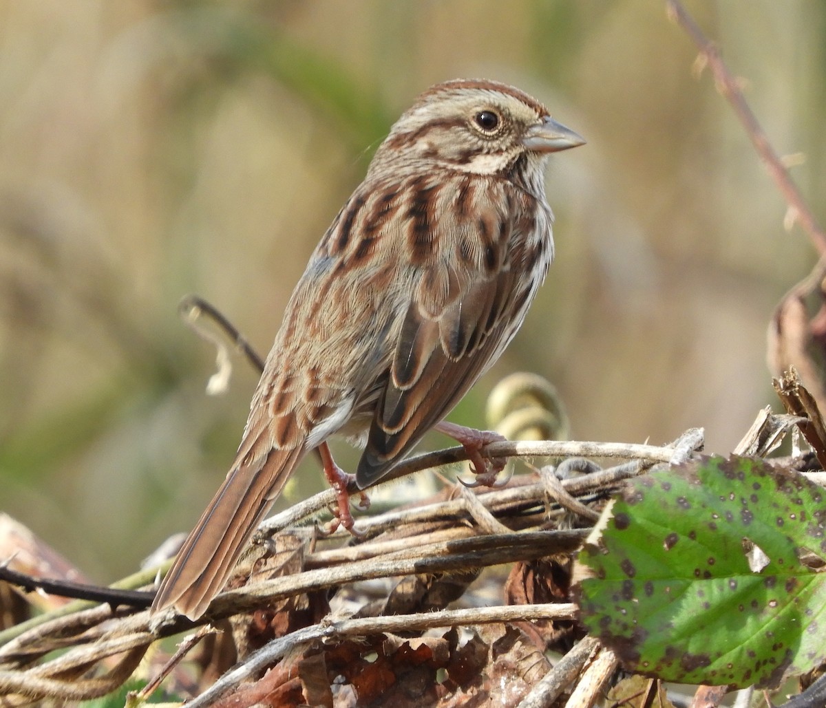 Song Sparrow - ML646085934