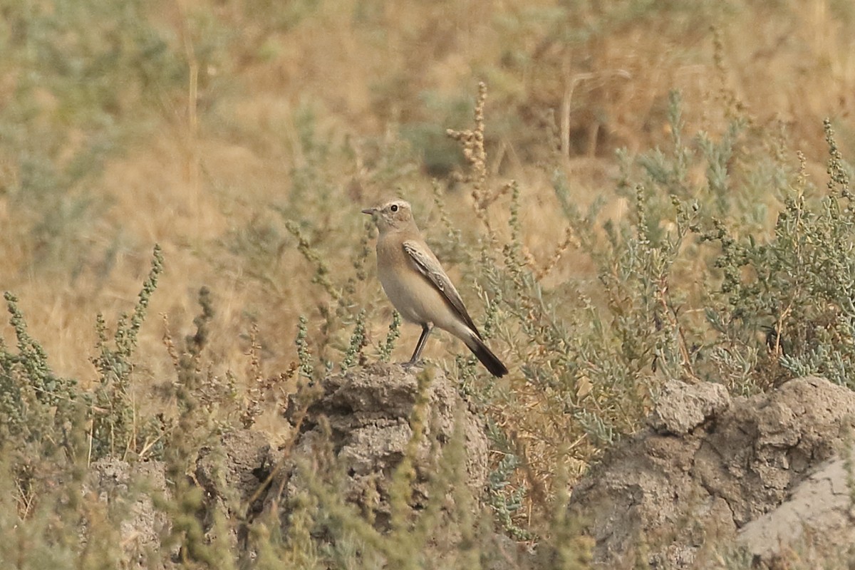 סלעית מדבר - ML646085941
