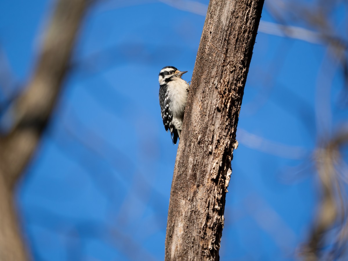Downy Woodpecker - ML646085949