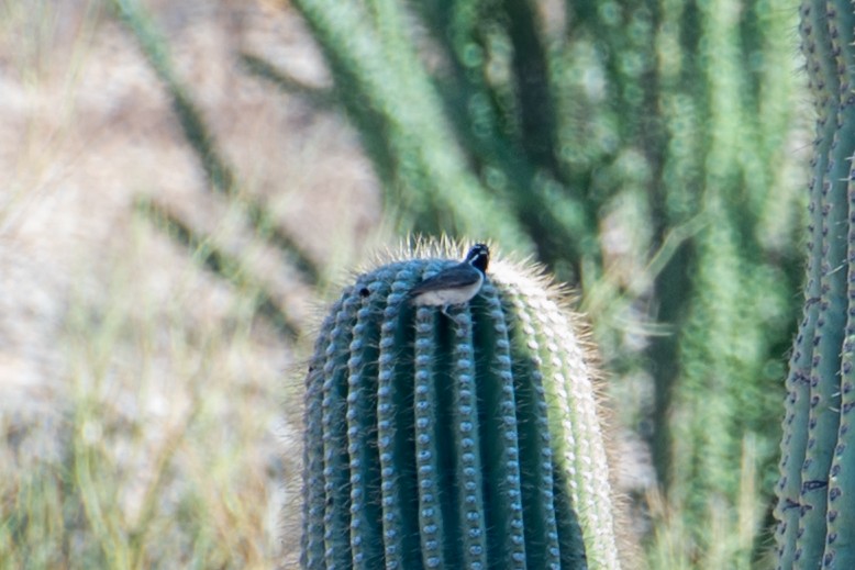 svartstrupespurv - ML646085953