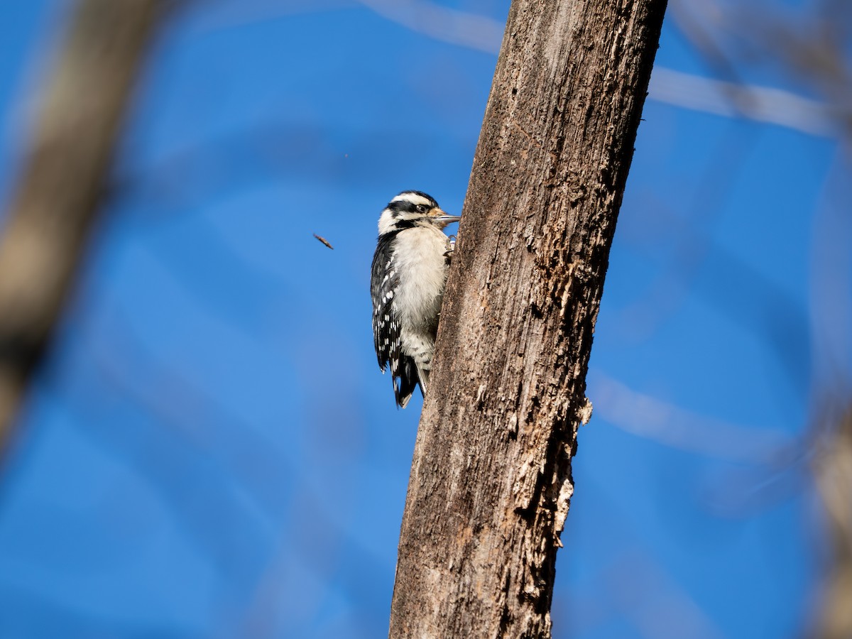 Downy Woodpecker - ML646085961