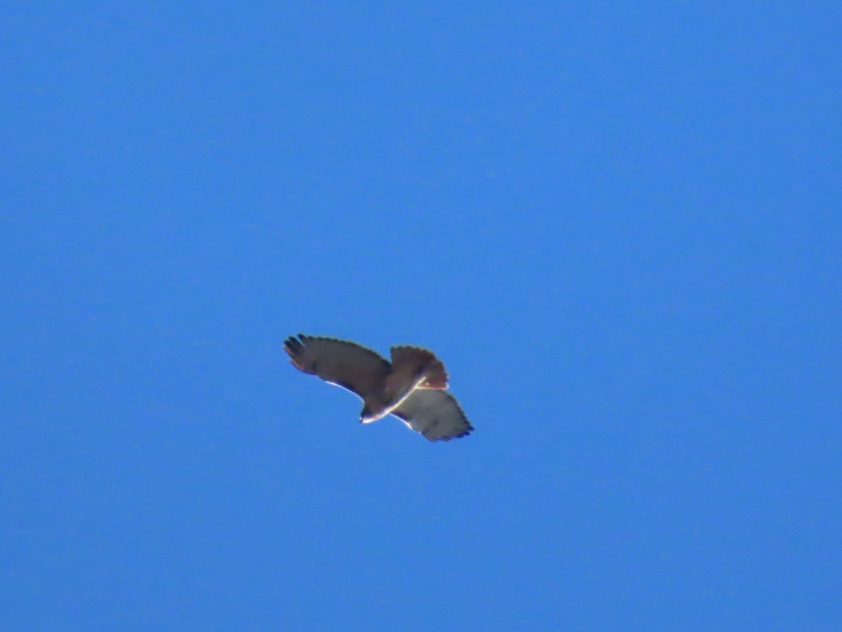 Red-tailed Hawk - ML646085962