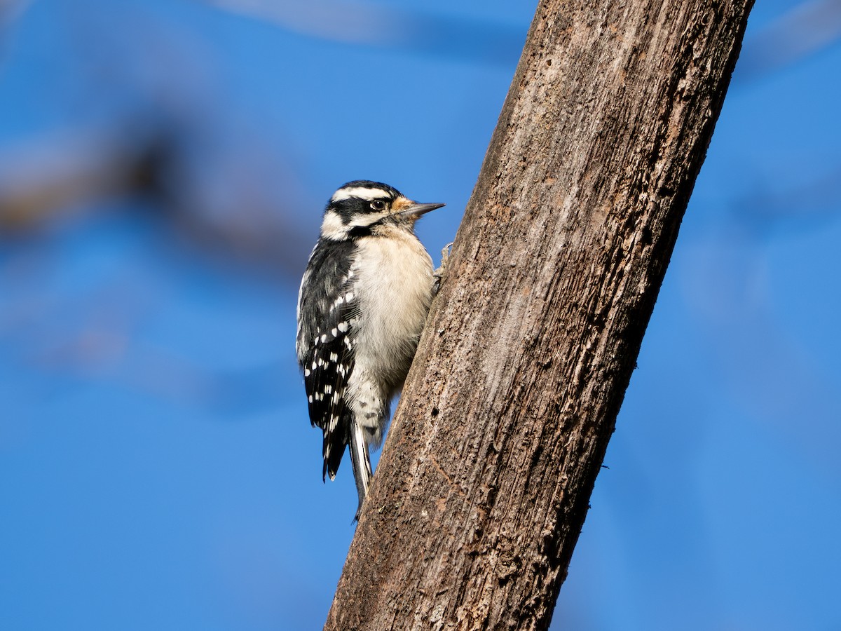 Downy Woodpecker - ML646085964