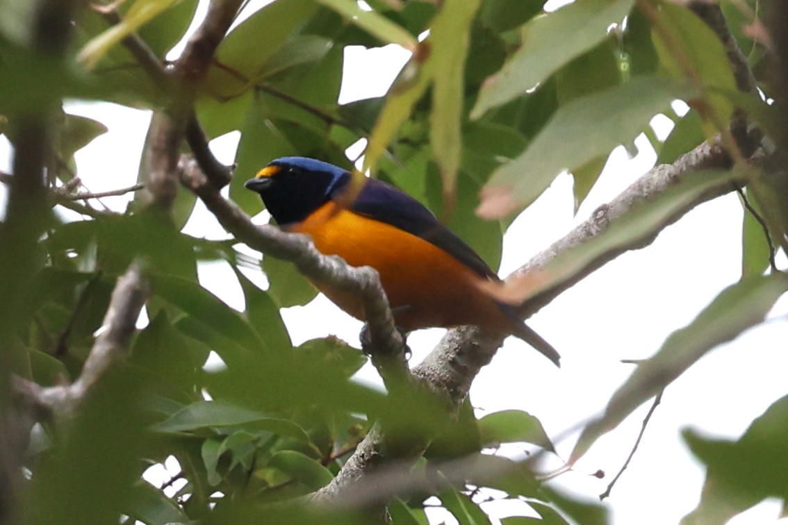 Hispaniolan Euphonia - ML646085967