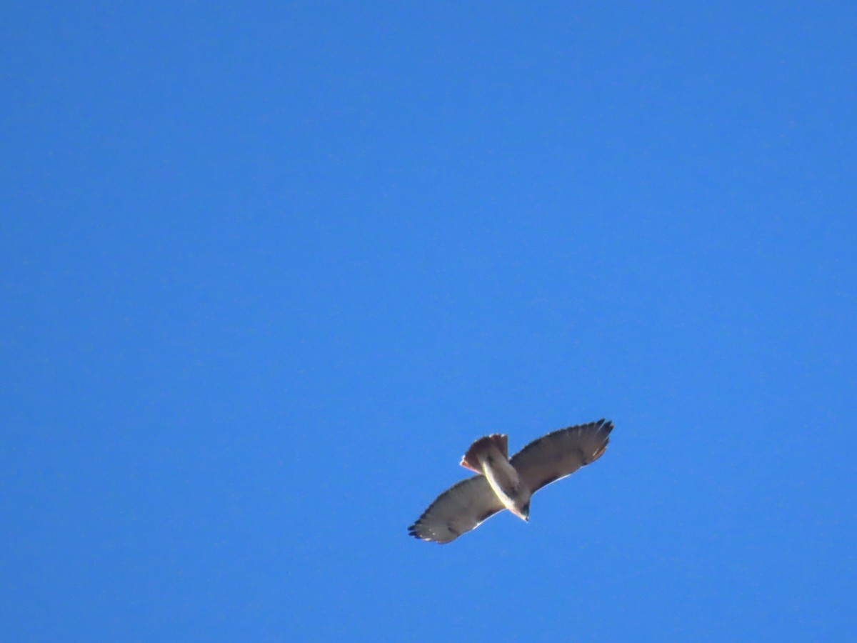 Red-tailed Hawk - ML646085968