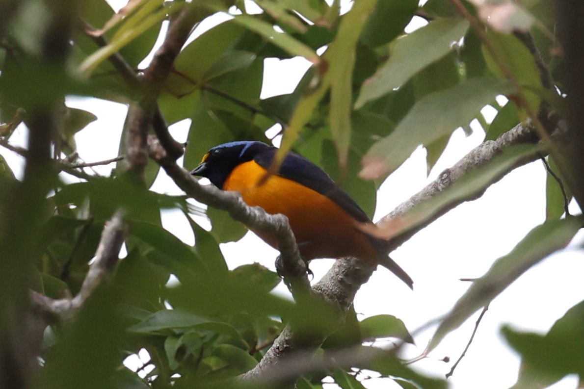 Hispaniolan Euphonia - ML646085969