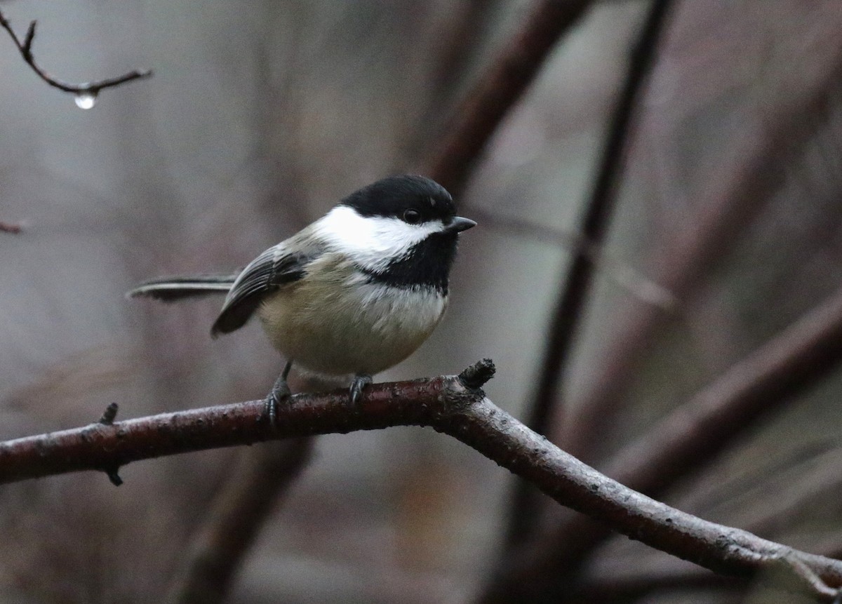 Black-capped Chickadee - ML646085971