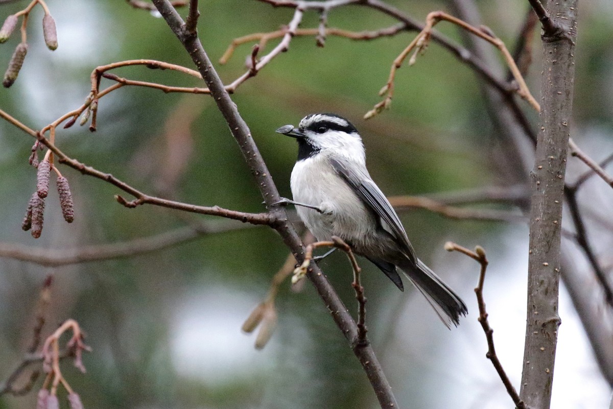 Mountain Chickadee - ML646085973