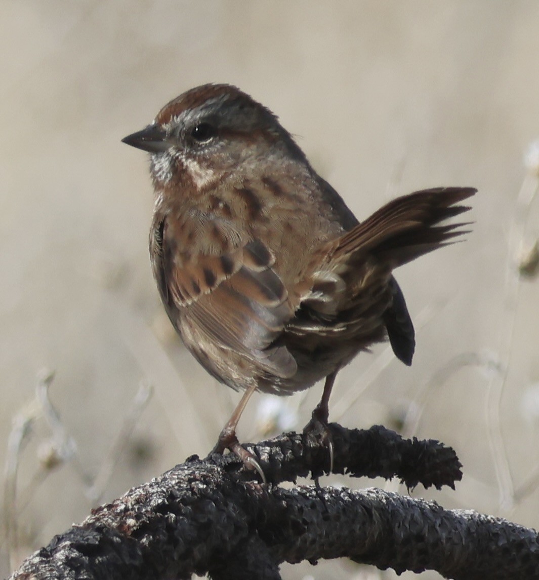 Song Sparrow - ML646085975