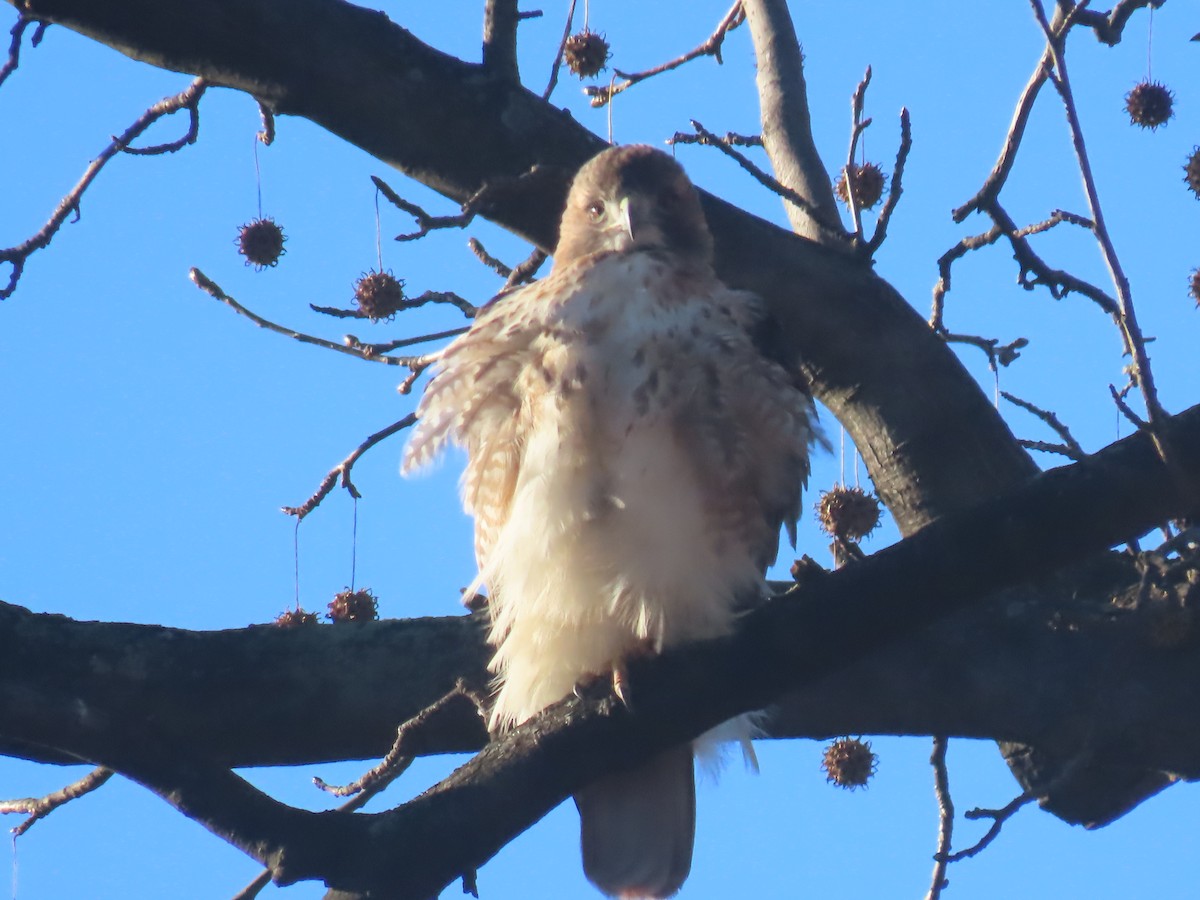 Red-tailed Hawk - ML646085977