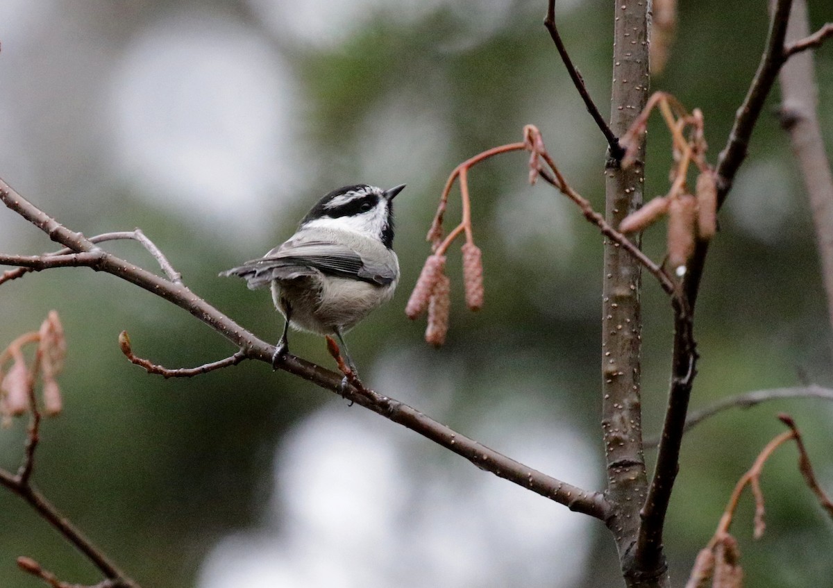 Mountain Chickadee - ML646085980
