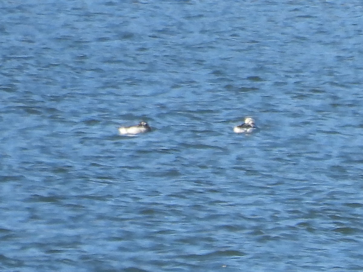 Long-tailed Duck - ML646085981