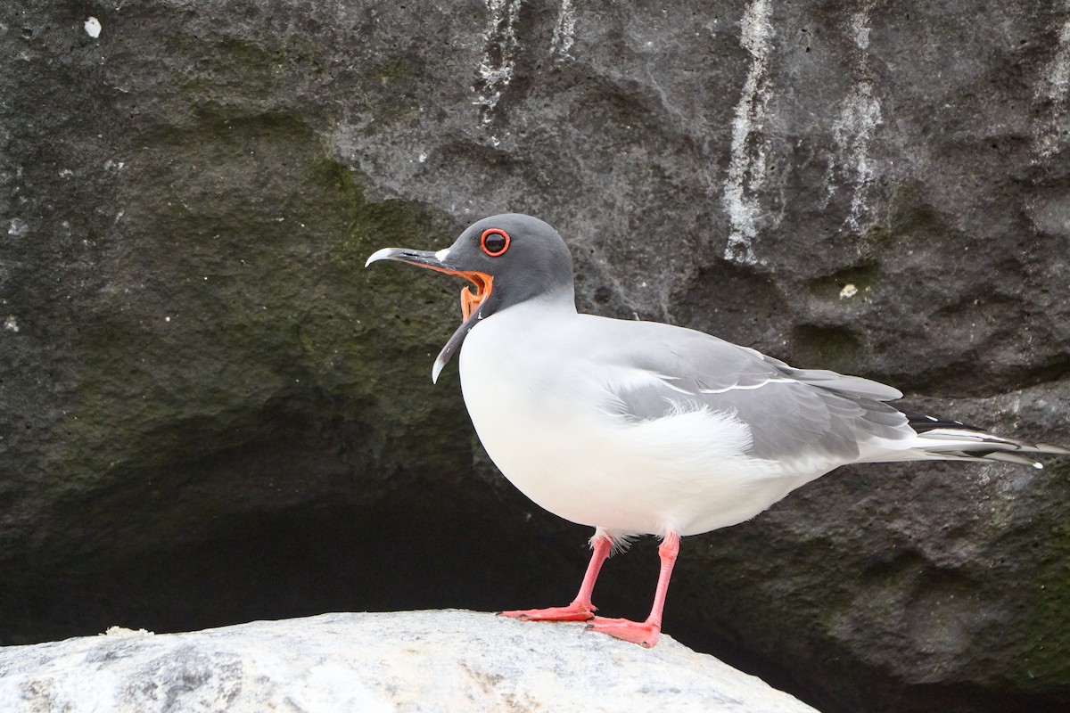 Мартин галапагоський - ML646085990