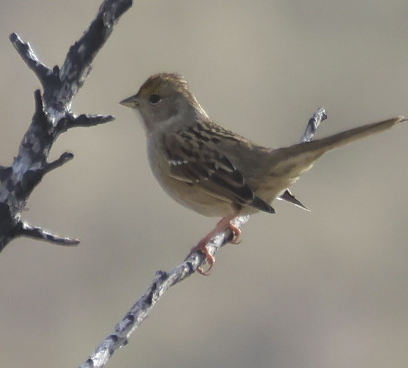 Golden-crowned Sparrow - ML646085991